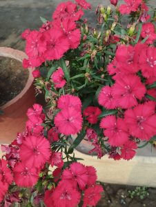 Bright pink dianthus flowers in full bloom with green foliage, arranged in a terracotta pot on a concrete surface.