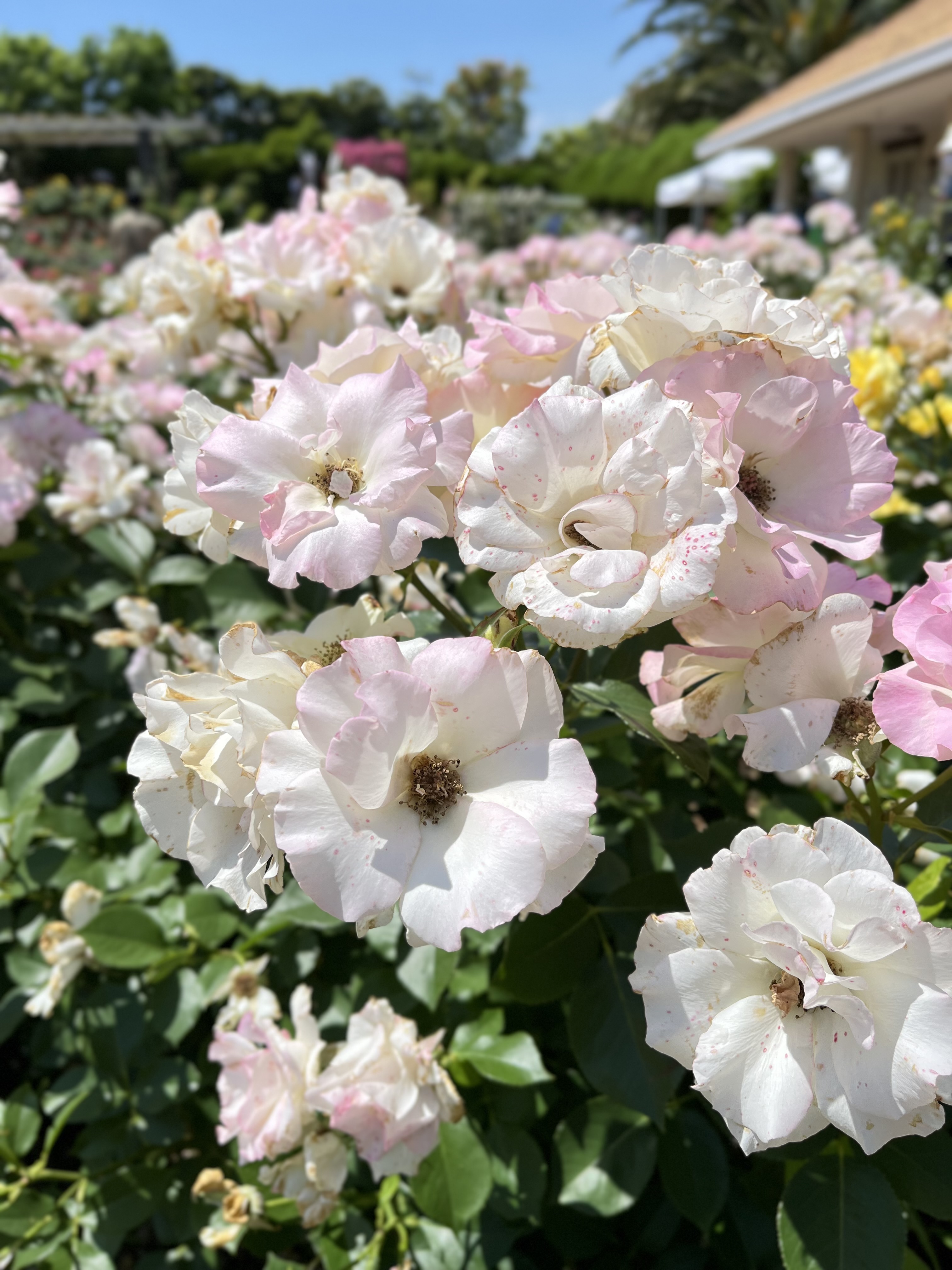 Pale pink and white roses in full bloom in a sunlit garden, with green leaves in the background and a blurred building on the right side.