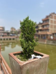 A small evergreen tree in a square concrete planter with some moss and paper debris, set against a blurred background of a pond and multi-story buildings under a clear sky.
