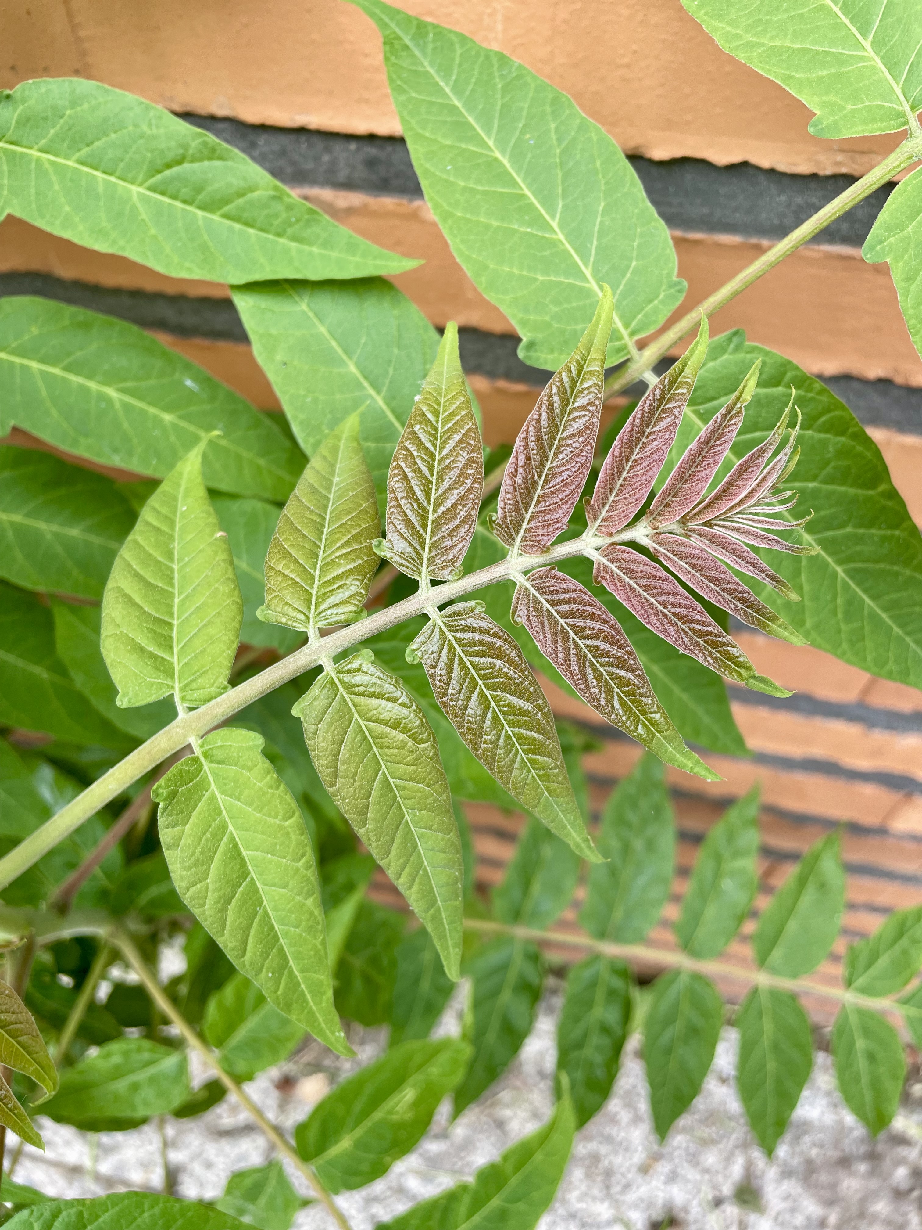 A branch of a tree with several pinnately compound leaves, some of which are young and have a reddish tint, while others are mature and green. The leaves are set against a background of brickwork and other foliage. The plant might be an Ailanthus altissima (tree of heaven).