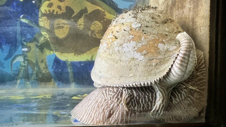 A large marine snail with a rough textured shell and striped body resting in an aquarium.