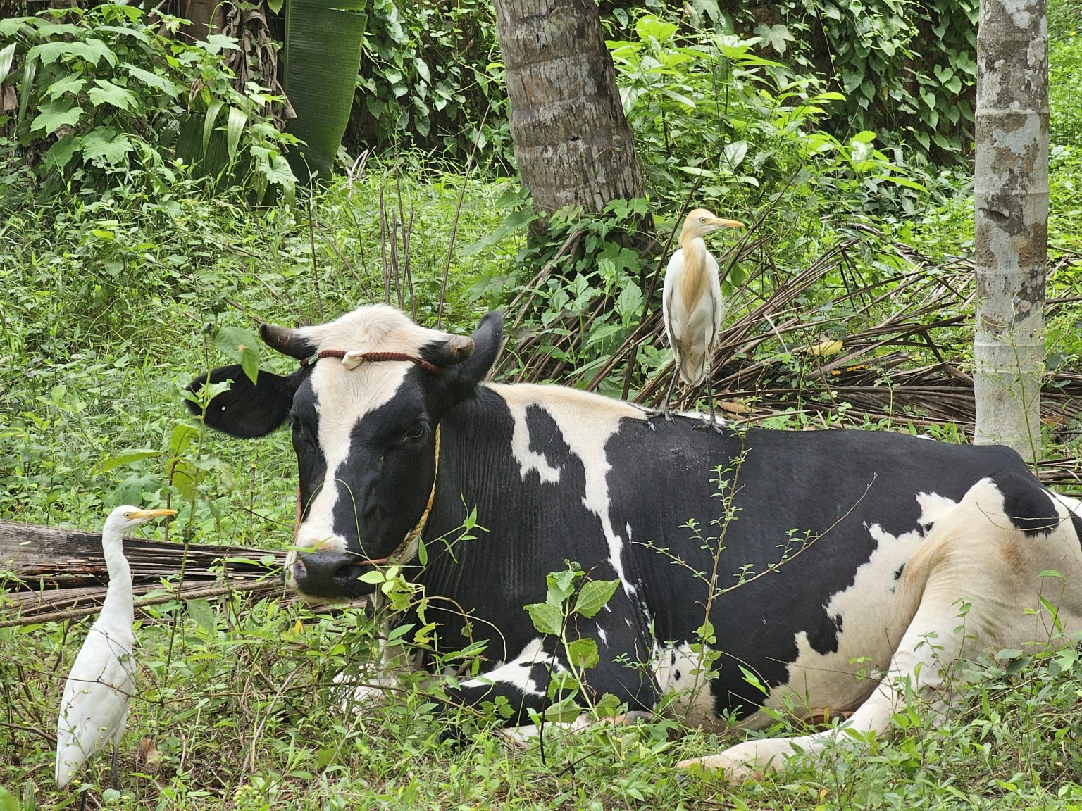 A black and white cow resting in a grassy area, with two cattle egrets nearby, one perched on the cow's back. The scene is set against a backdrop of lush green foliage and trees. It was captured in Kozhikode, Kerala.