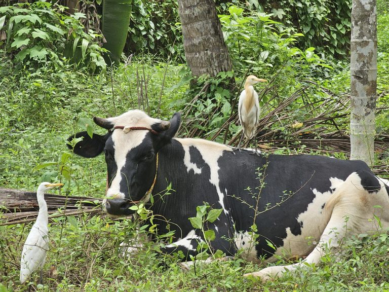 A black and white cow resting in a grassy area, with two cattle egrets nearby, one perched on the cow's back. The scene is set against a backdrop of lush green foliage and trees. It was captured in Kozhikode, Kerala.