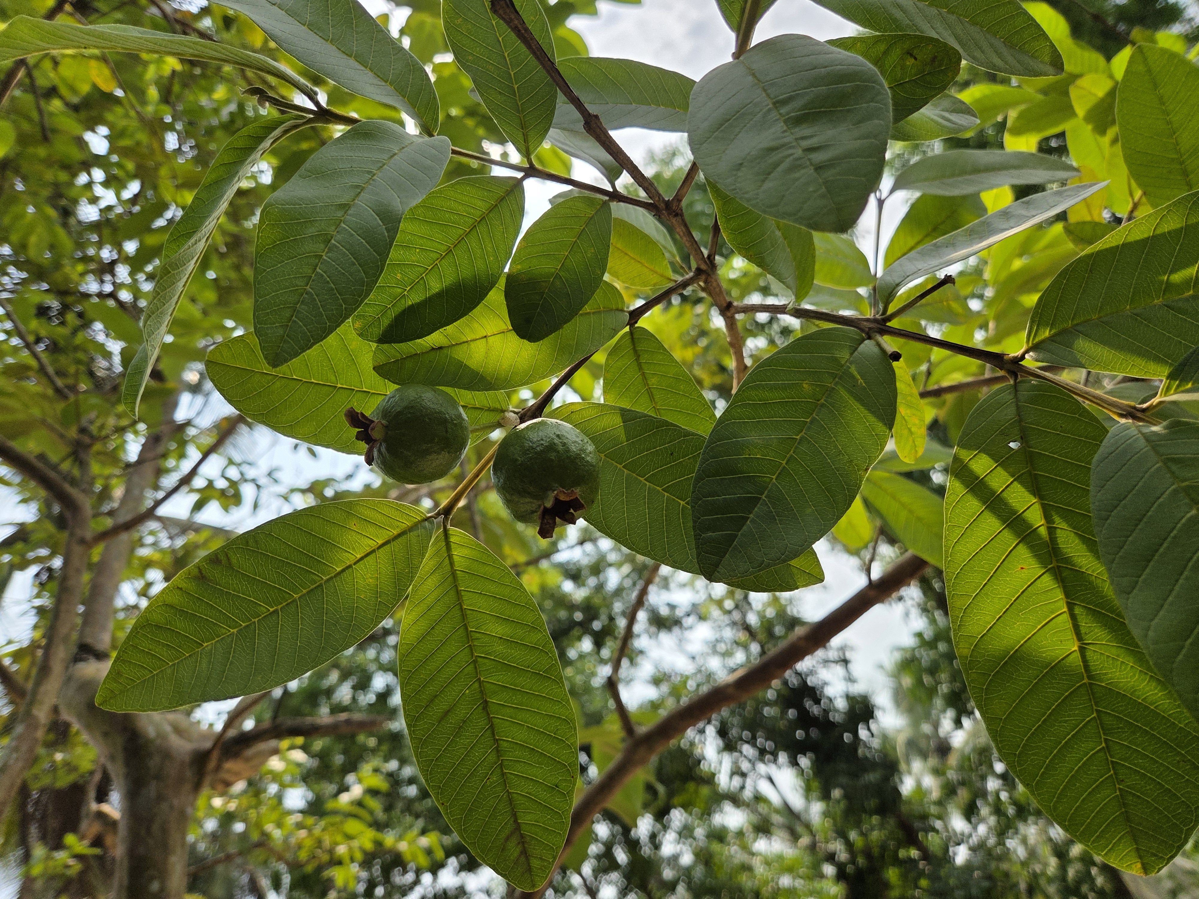 A low-angle view of a guava tree branch, showcasing two small green guavas nestled among broad, vibrant green leaves.