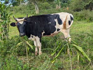 A black and white cow stands in a grassy field, looking directly at the camera. The cow has two horns and a light patch on its forehead. It is surrounded by green foliage and small plants, with a blurred background of trees and more cows in the distance.