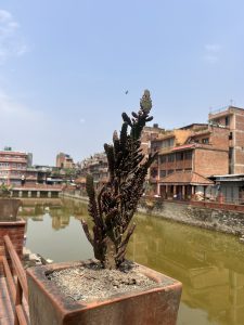 A potted cactus plant in the foreground with a river and brick buildings in the background under a clear blue sky.
