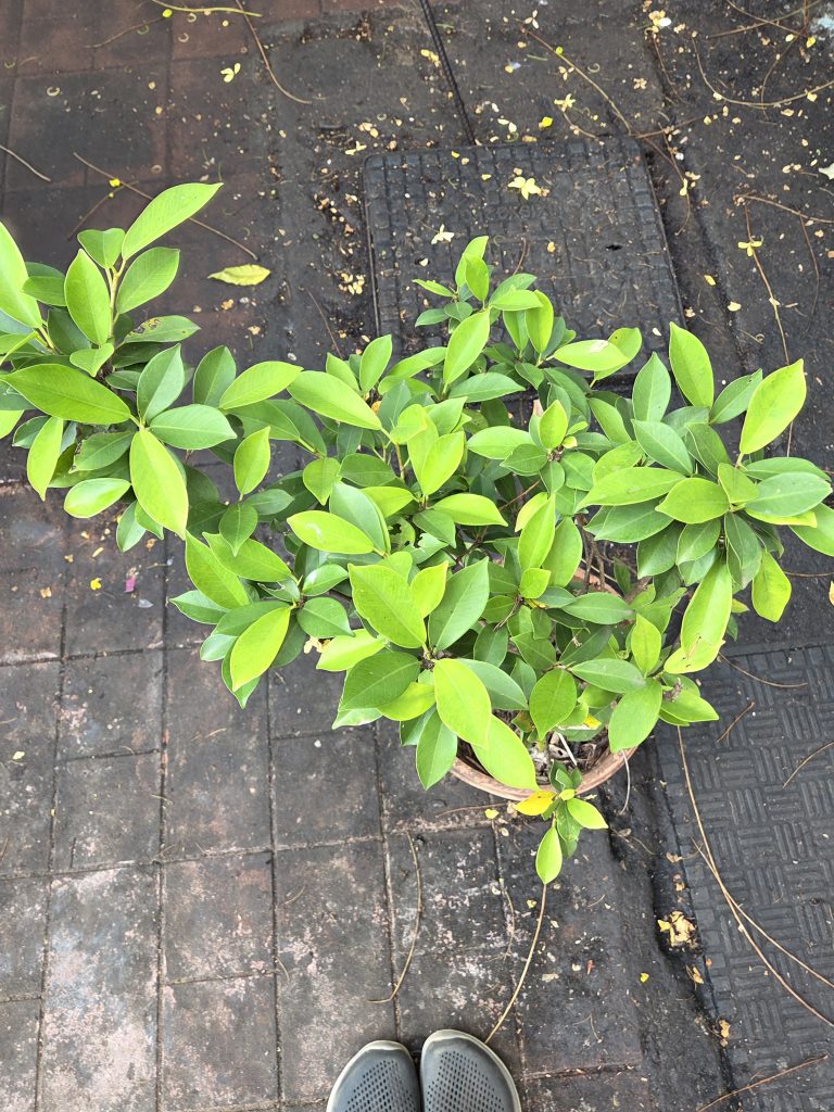 A close-up view of a green potted plant with lush leaves, situated on a textured black pavement.