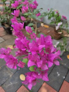 A close-up of vibrant pink bougainvillea flowers with green leaves, set against a blurred background of brick pavement and other potted plants.