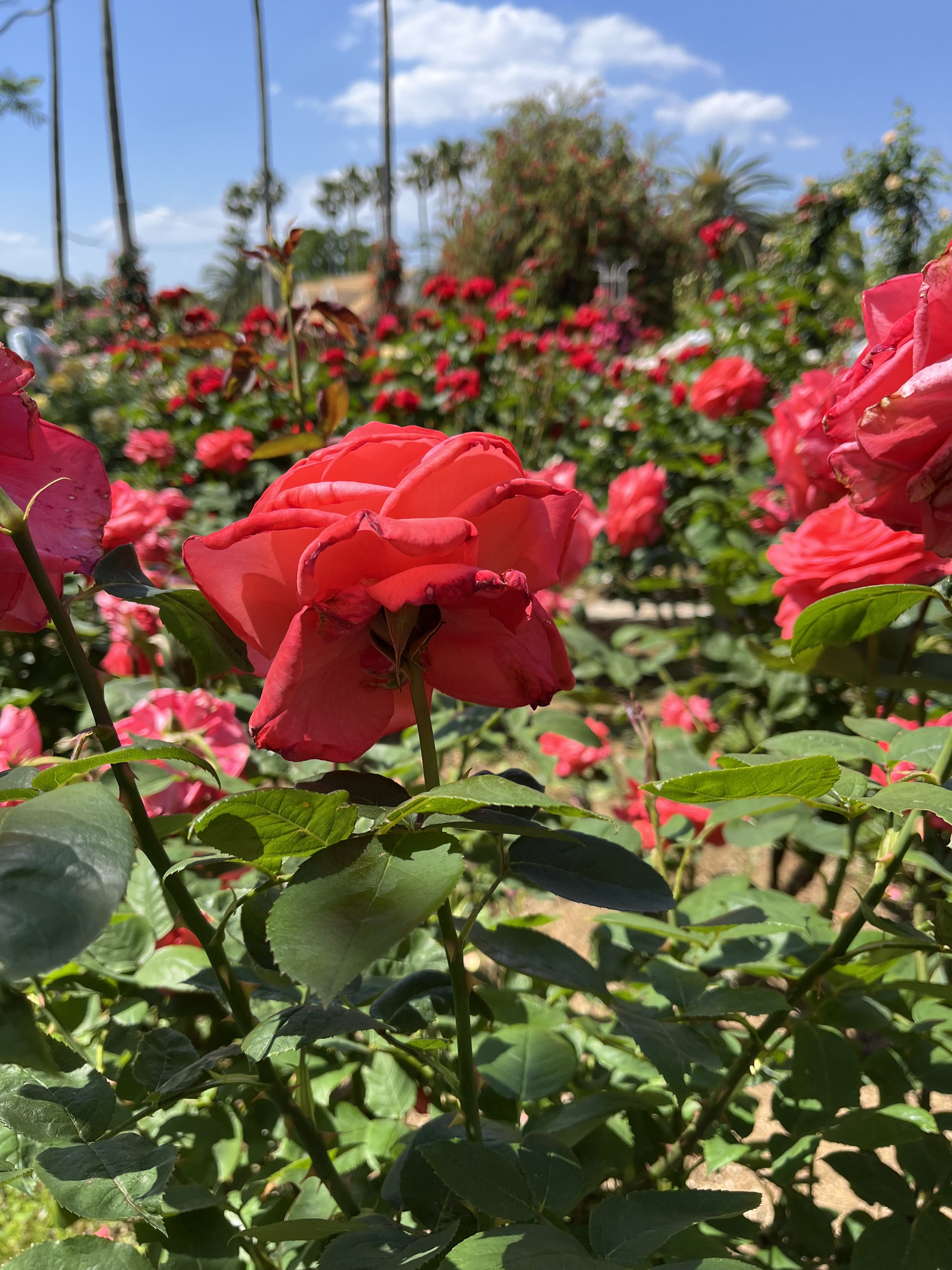 A close-up view of a vibrant red rose in full bloom, surrounded by a lush garden filled with numerous other blooming roses.