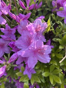A close-up view of vibrant pink flowers, specifically azaleas, blooming amidst lush green foliage.