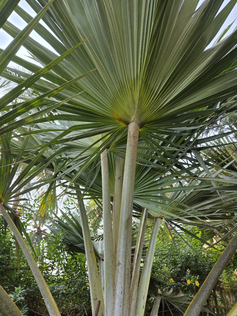 A close-up view of a palm tree with large, fan-shaped leaves that radiate outward. The image captures the intricate details of the leaf structure and the tall, slender trunks supporting them, set against a backdrop of lush greenery and bright yellow flowers. The angle emphasizes the symmetry and spread of the leaves.