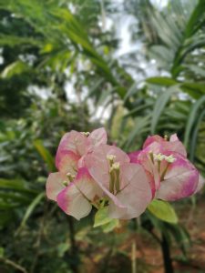 A close-up view of several pink bougainvillea flowers, displaying their delicate, layered petals with hints of white and green.