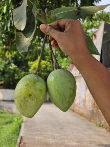 A hand holding two unripe mangoes, likely of the Priyoor variety, still attached to their stems. These mangoes, characterized by their green hue and smooth skin, are set against a blurred backdrop of greenery and a pathway and captured from Kozhikode, Kerala. 