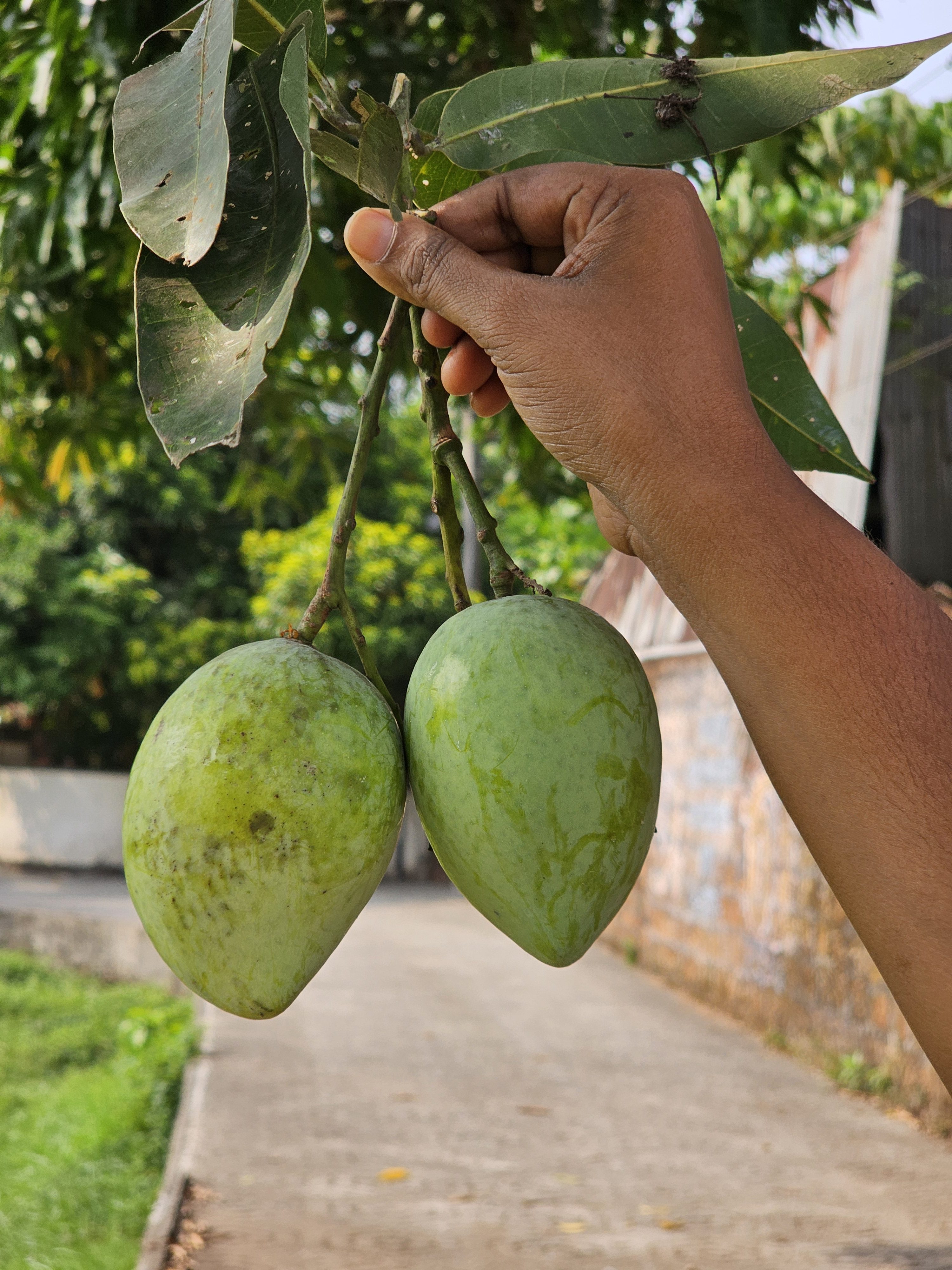 A hand holding two unripe mangoes, likely of the Priyoor variety, still attached to their stems. These mangoes, characterized by their green hue and smooth skin, are set against a blurred backdrop of greenery and a pathway and captured from Kozhikode, Kerala.