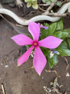 A close-up view of Madagascar Periwinkle flower (Catharanthus roseus / Barmasi flower) with five broad petals, featuring a small, dark center. The flower is surrounded by green leaves and set against a background of soil and other greenery. A portion of a white plant or pot rim is visible in the background, adding context to the garden scene.