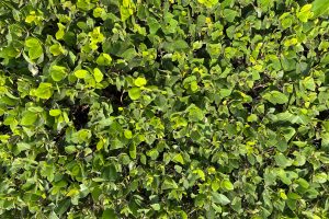 A dense arrangement of green leaves with varying shades, showcasing a lush, vibrant foliage pattern. The leaves are generally oval-shaped with smooth edges, densely packed to create a rich, textured appearance from above.
