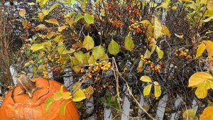 An autumn scene of a bush with frost burned leaves, red and yellow berries, and a slightly spoiled pumpkin.
