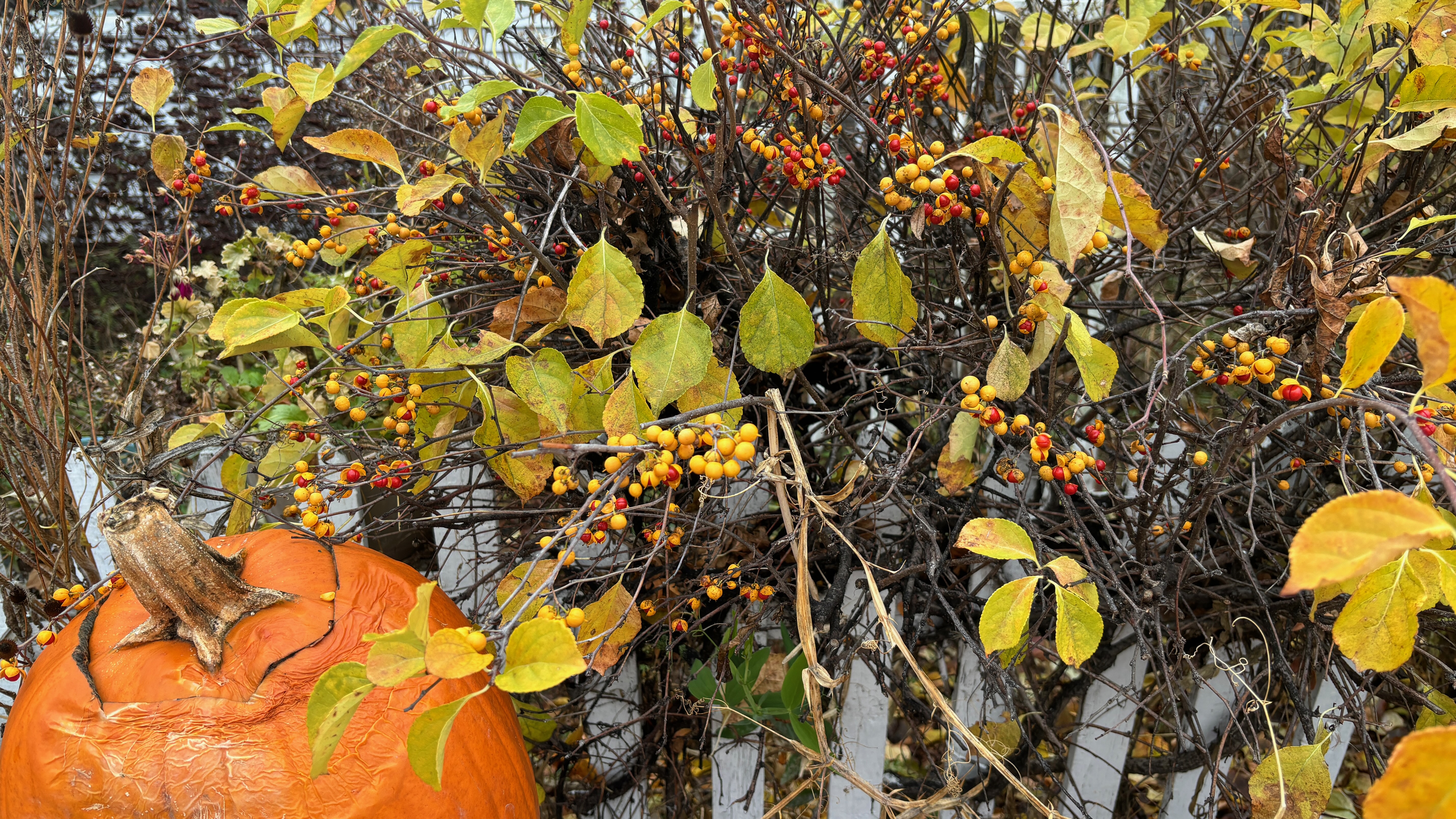 An autumn scene of a bush with frost burned leaves, red and yellow berries, and a slightly spoiled pumpkin.