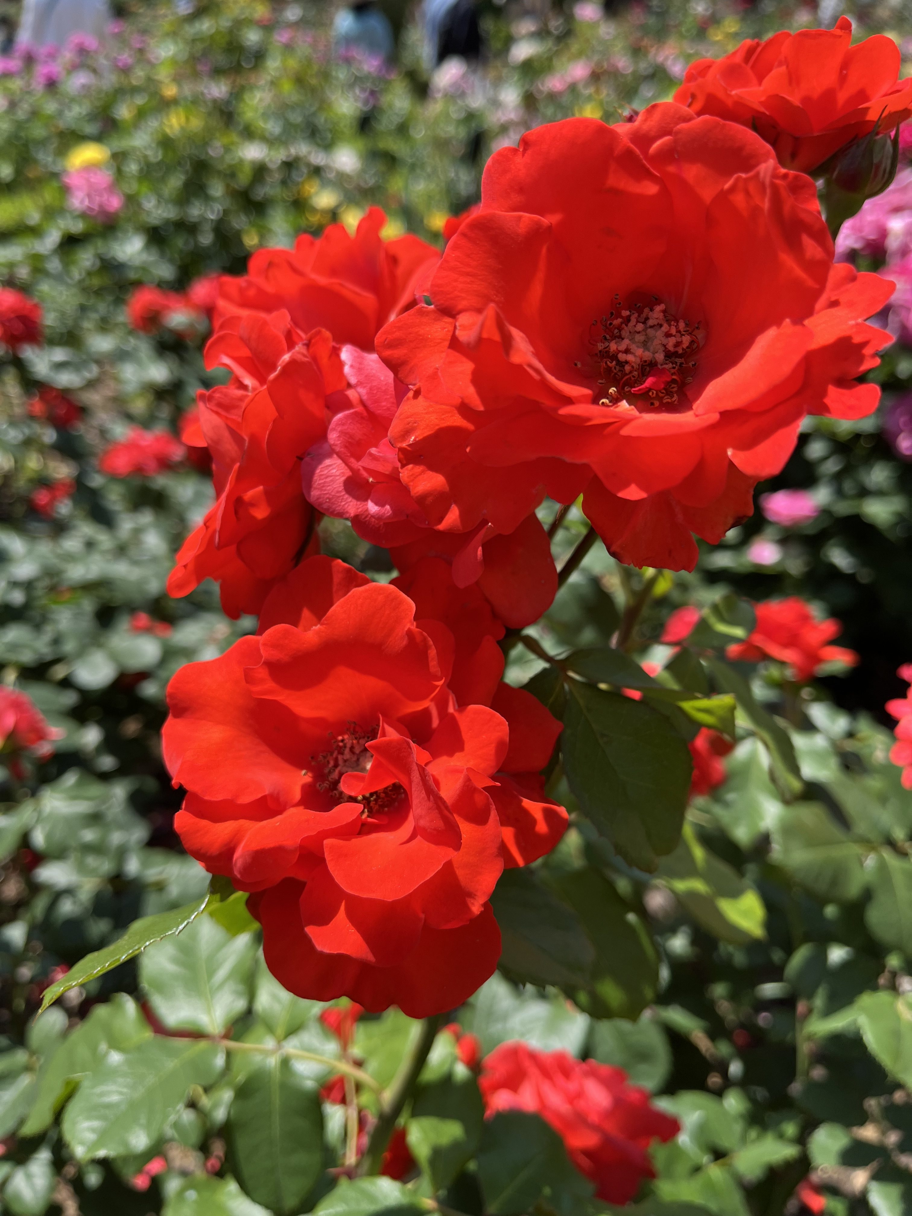Close-up of vibrant red roses in full bloom, set against a blurred background of green leaves and other colorful flowers.
