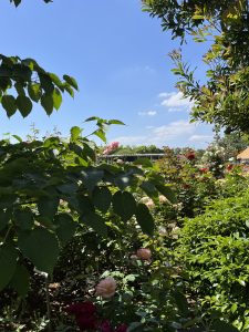 A vibrant garden scene featuring a variety of blooming roses in shades of pink and red, surrounded by lush greenery. 
