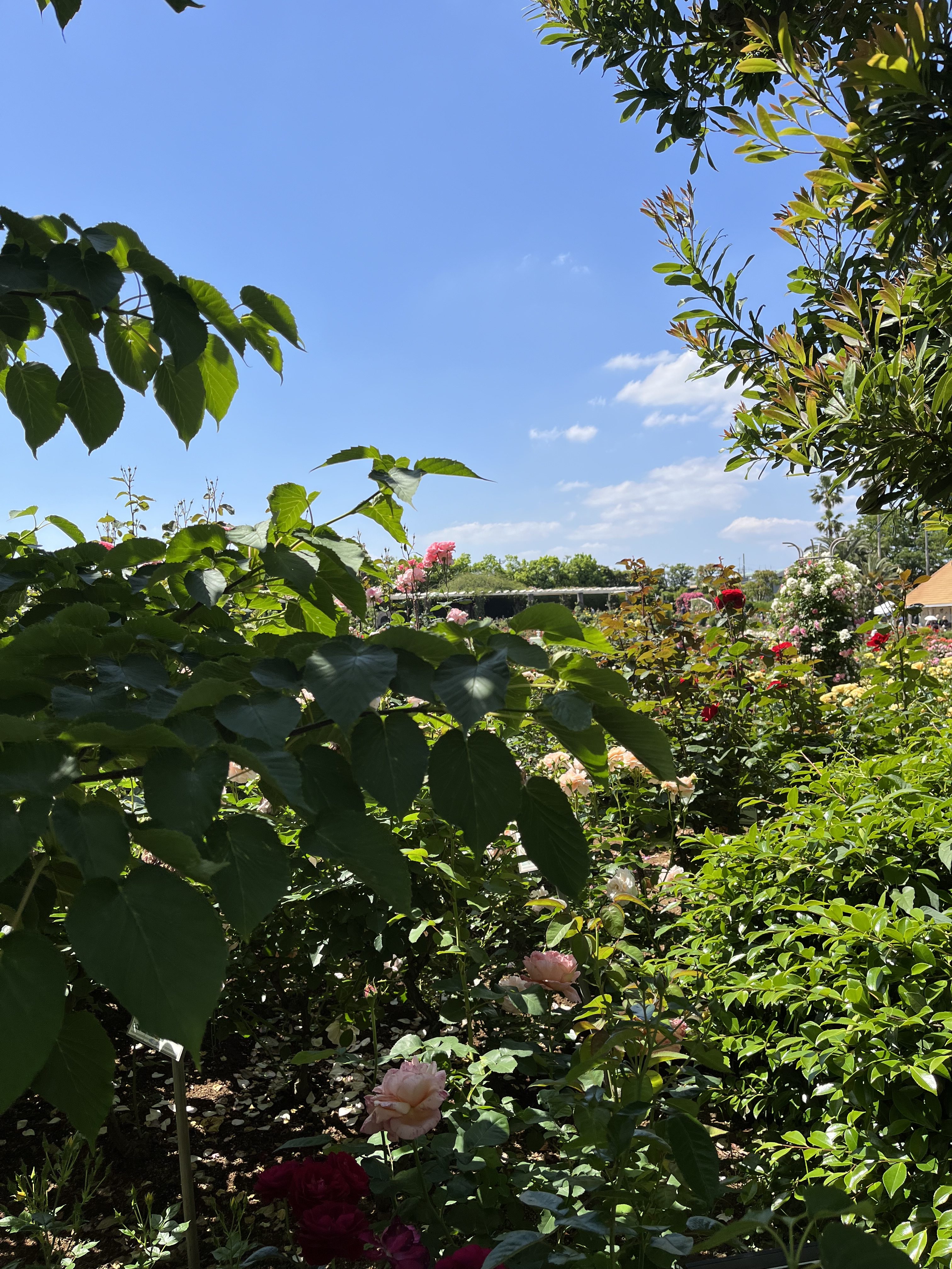 A vibrant garden scene featuring a variety of blooming roses in shades of pink and red, surrounded by lush greenery.