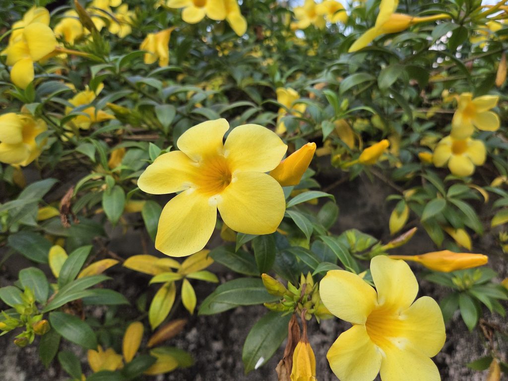 A close-up view of vibrant yellow flowers with five petals, surrounded by lush green leaves