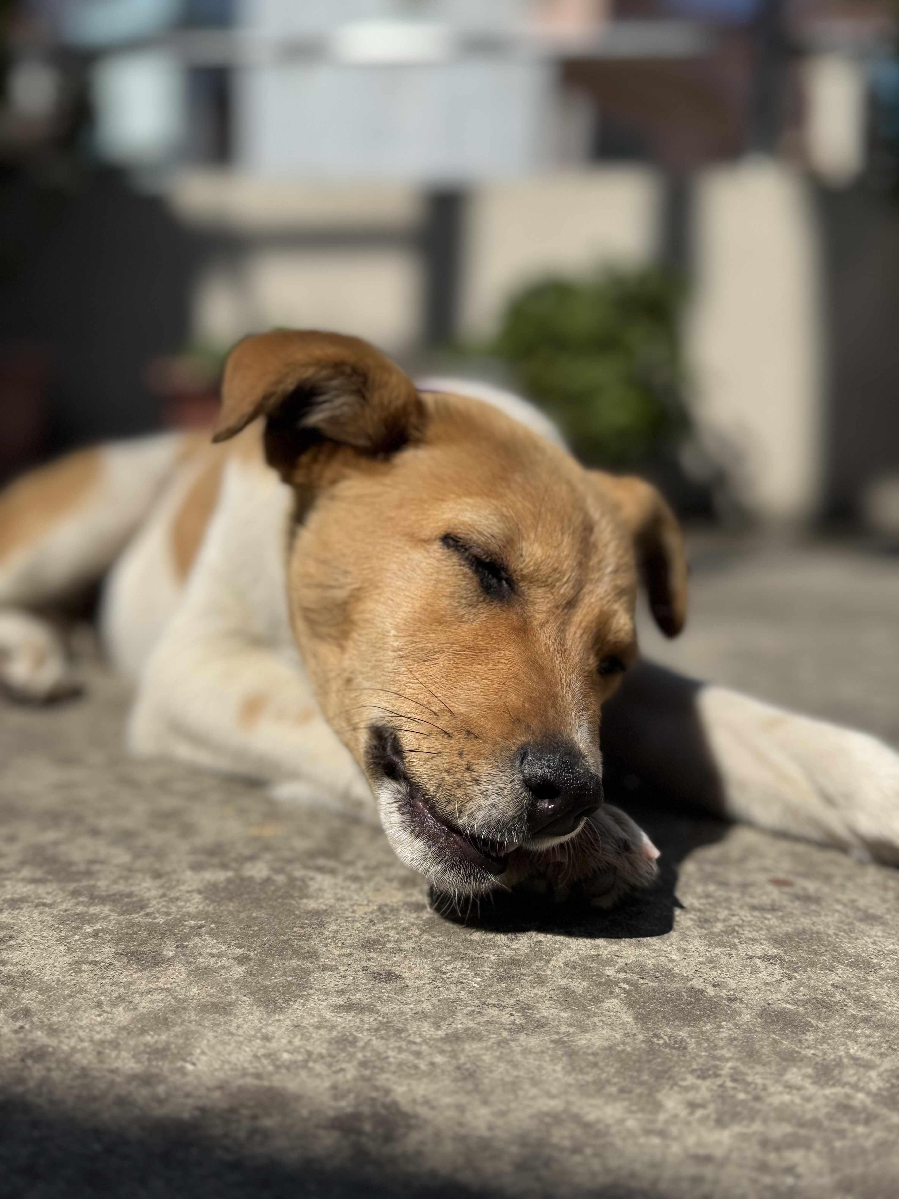 A picture of a dog napping
