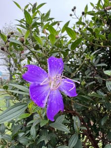 A vibrant purple flower with raindrops on its petals, surrounded by lush green foliage.
