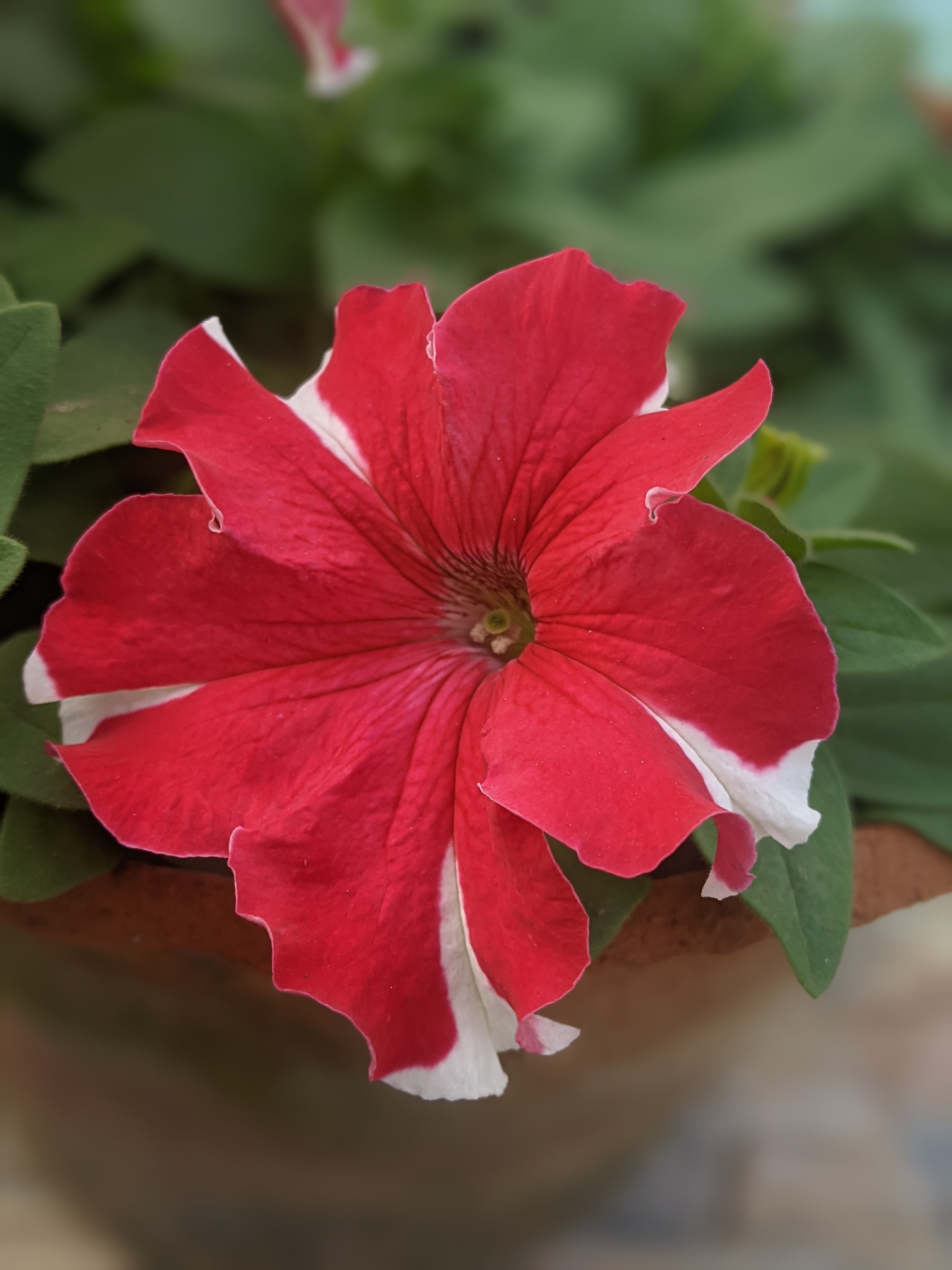Close-up of a red and white petunia flower in a pot, with green leaves in the background