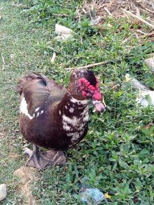 A Muscovy duck with a distinctive red face and dark plumage with white patches stands on a grassy area next to some green foliage and scattered debris.