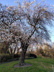 A large tree with gnarled trunk and branches, blooming with clusters of delicate, white flowers, stands in a grassy garden under a clear blue sky.
