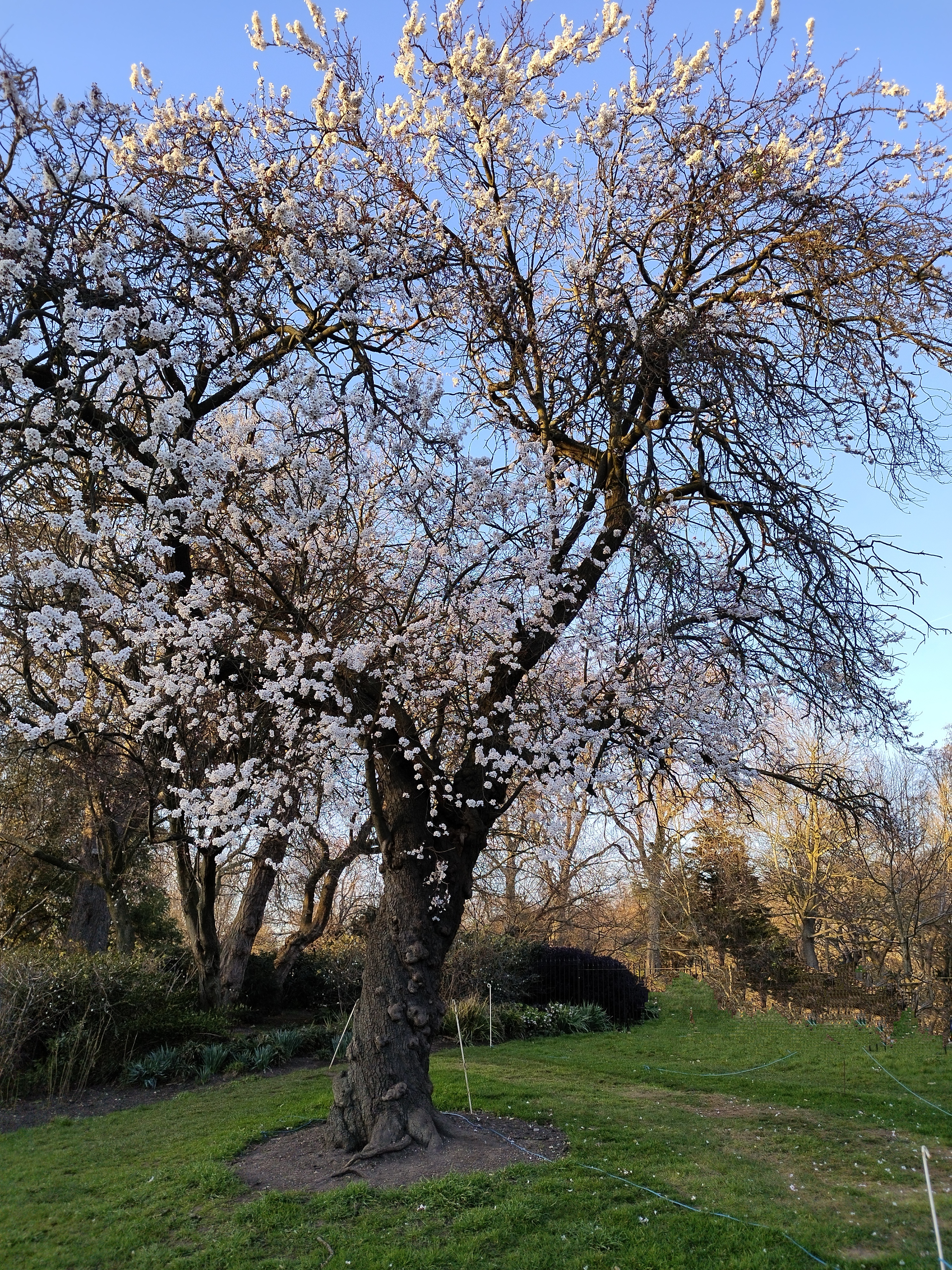 A large tree with gnarled trunk and branches, blooming with clusters of delicate, white flowers, stands in a grassy garden under a clear blue sky.