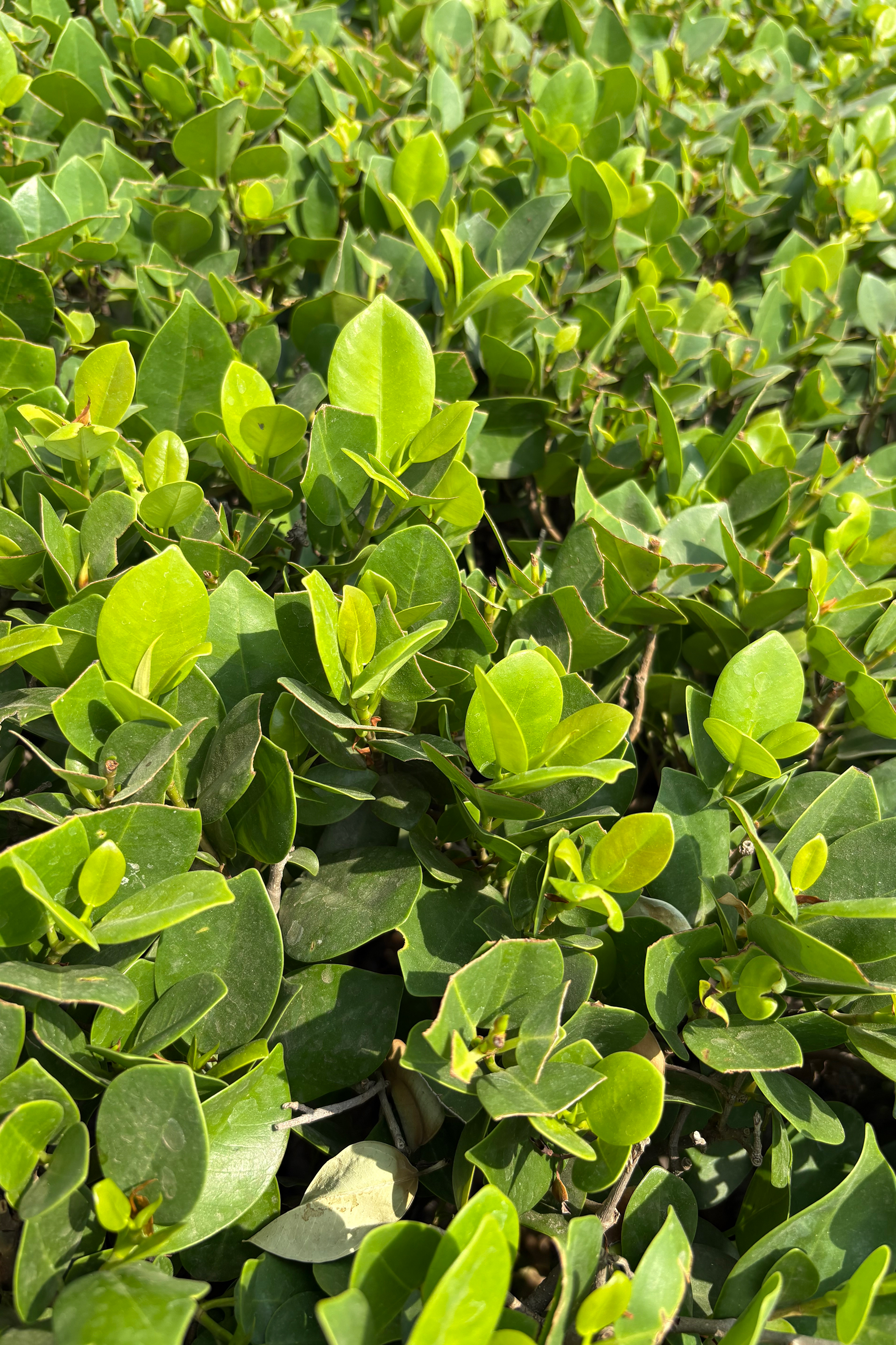 A close-up view of dense green foliage featuring a variety of broad, shiny leaves in different shades of green.