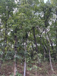 A dense grove of trees with lush green foliage, showcasing a variety of shapes and sizes.