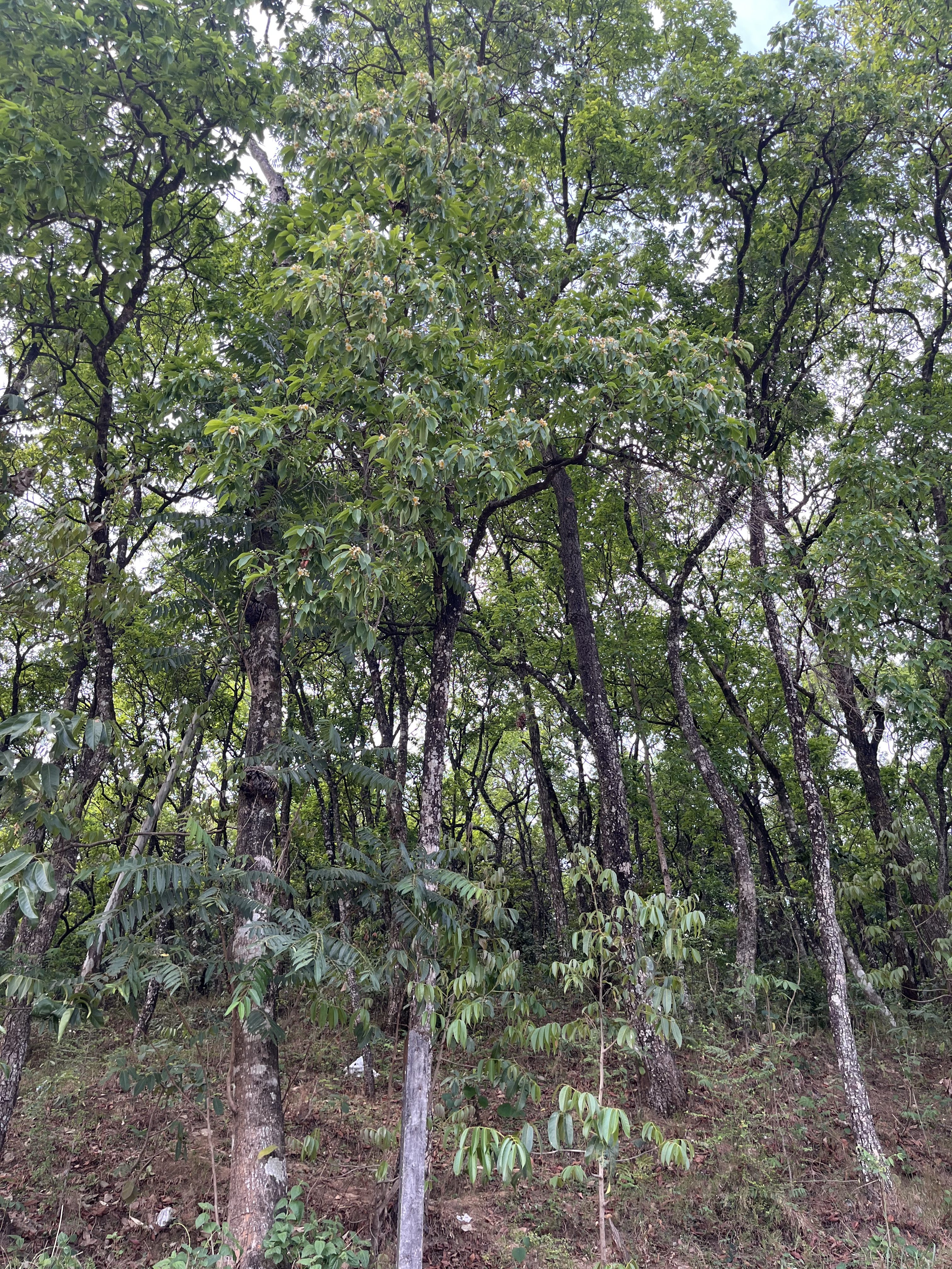 A dense grove of trees with lush green foliage, showcasing a variety of shapes and sizes.