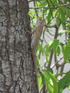 A lizard clinging to the rough bark of a tree trunk, with green leaves and branches in the background.
