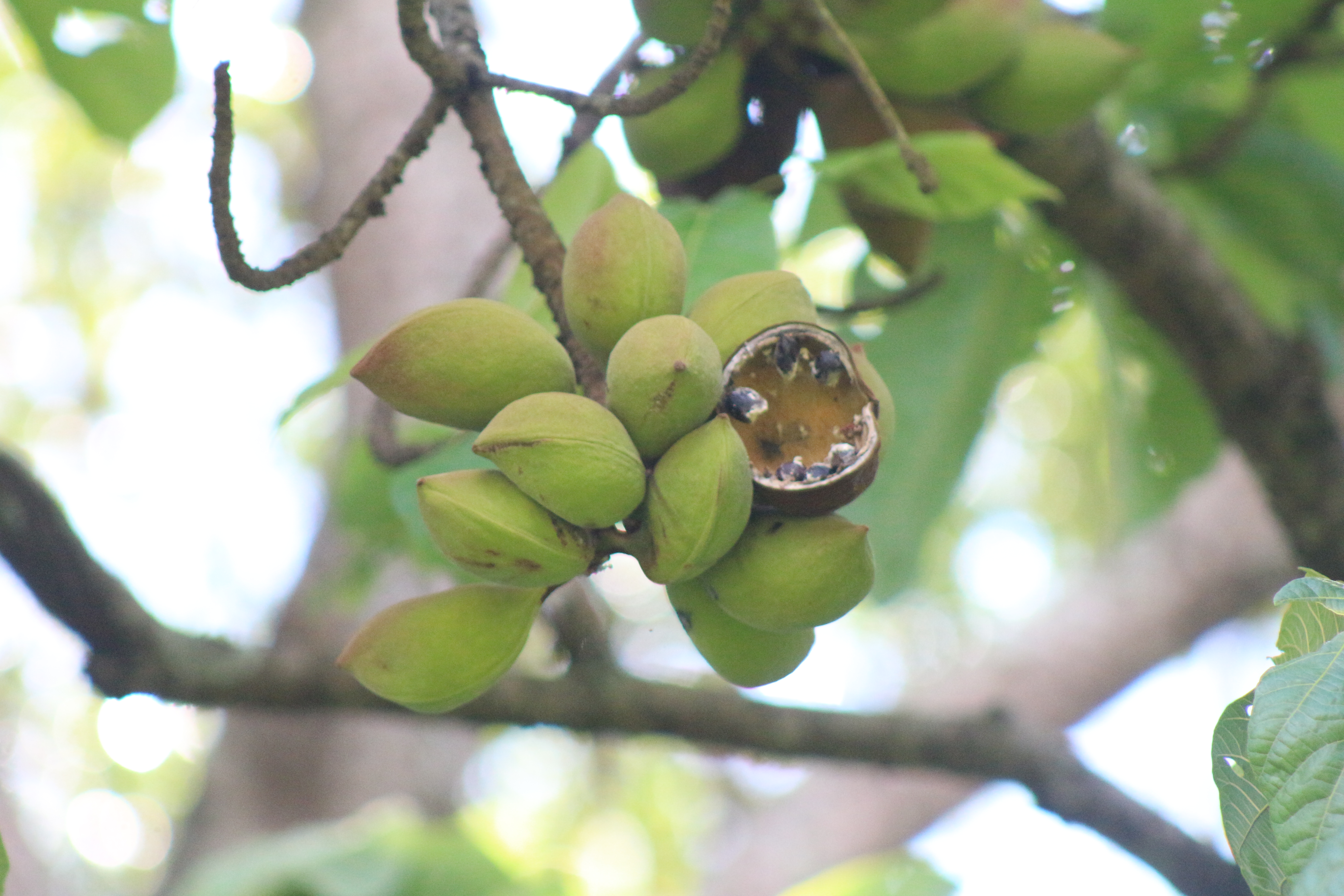 A cluster of green, unripe seed pods hanging from a tree branch, with one pod partially open, revealing dark, shiny seeds inside. The background features blurred green foliage, indicating a natural outdoor setting.
