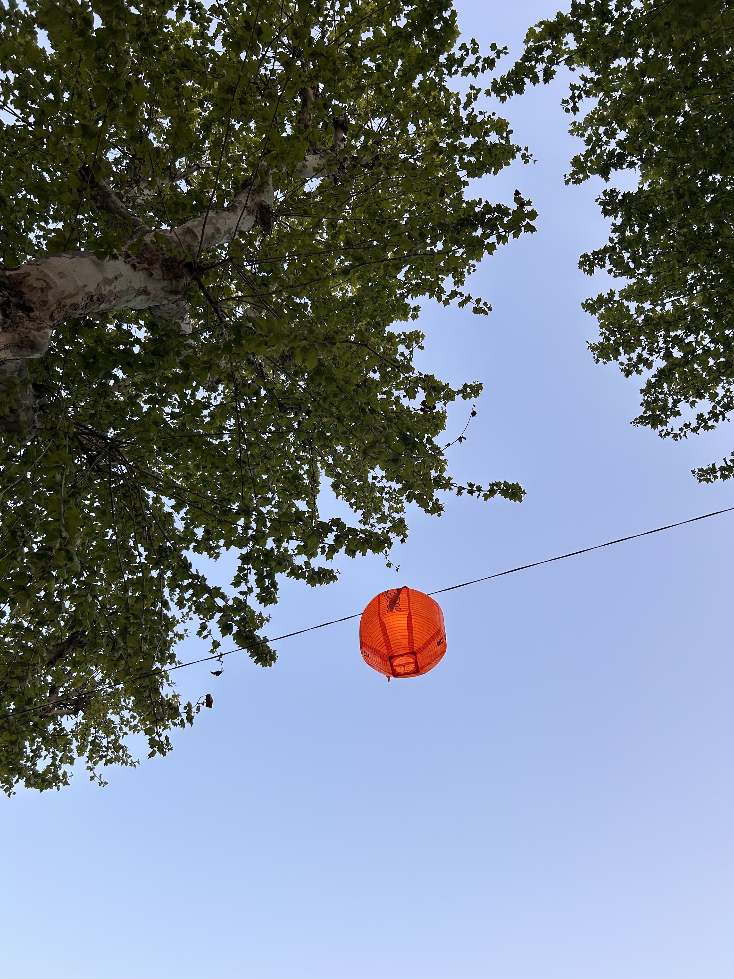 A vibrant orange lantern hangs from a thin wire, suspended between two trees with green leaves against a clear blue sky.