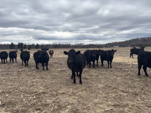 A herd of black cows in a brown field under a cloudy sky, relatively close, looking at the camera.
