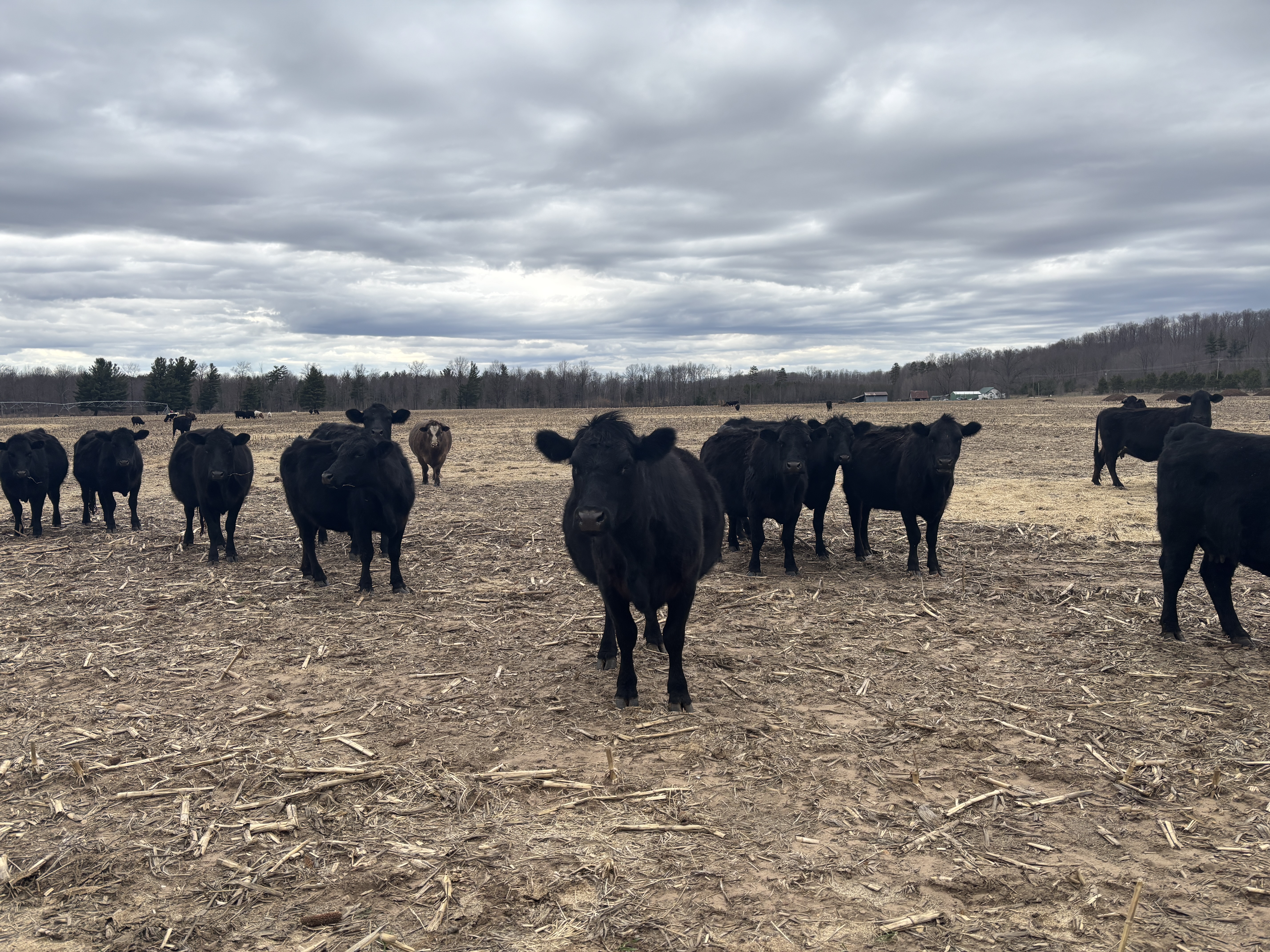 A herd of black cows in a brown field under a cloudy sky, relatively close, looking at the camera.