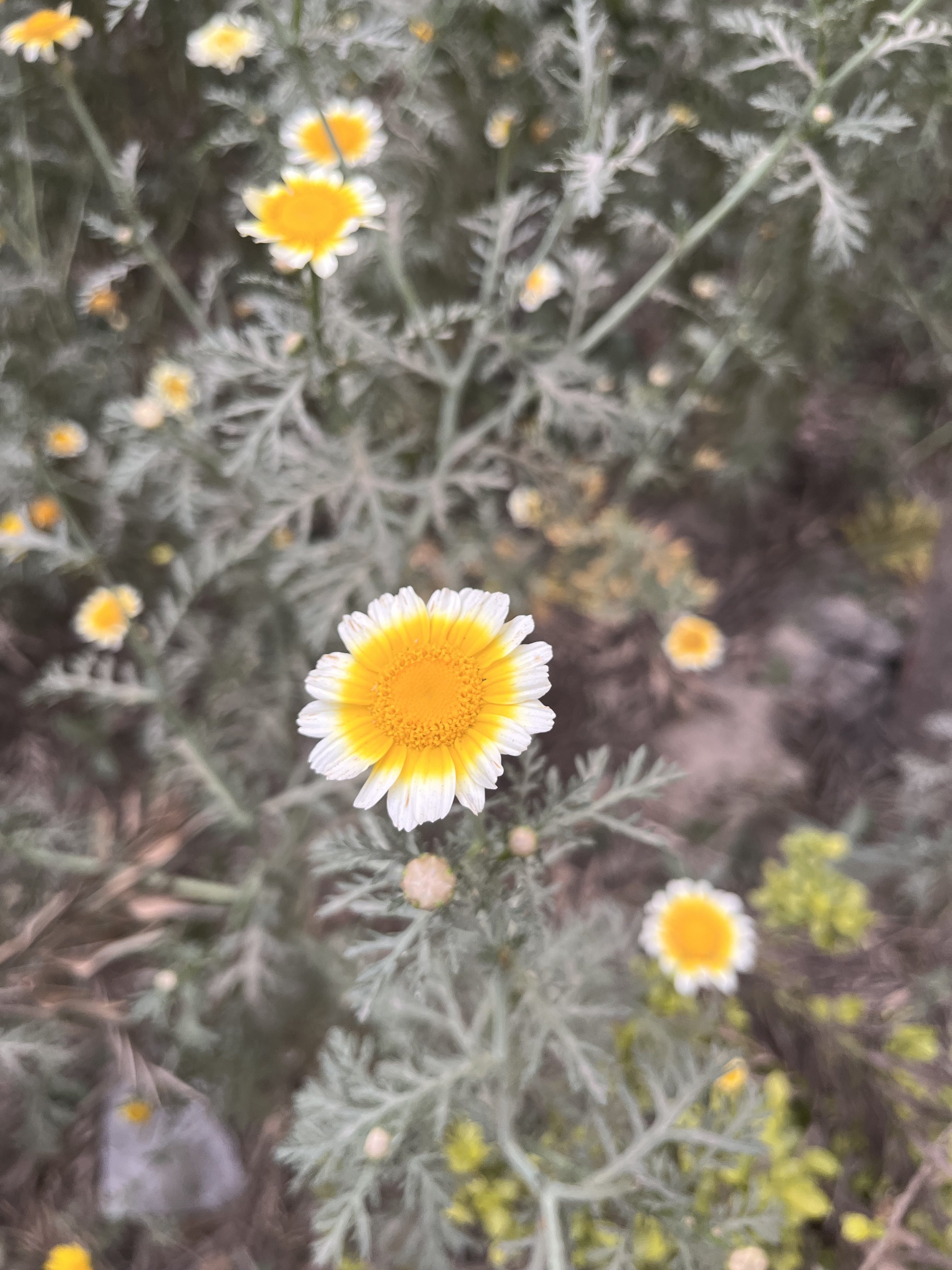 A close-up of a yellow and white daisy-like flower in bloom, surrounded by grayish-green, fern-like foliage. Other similar flowers are visible in the blurred background.