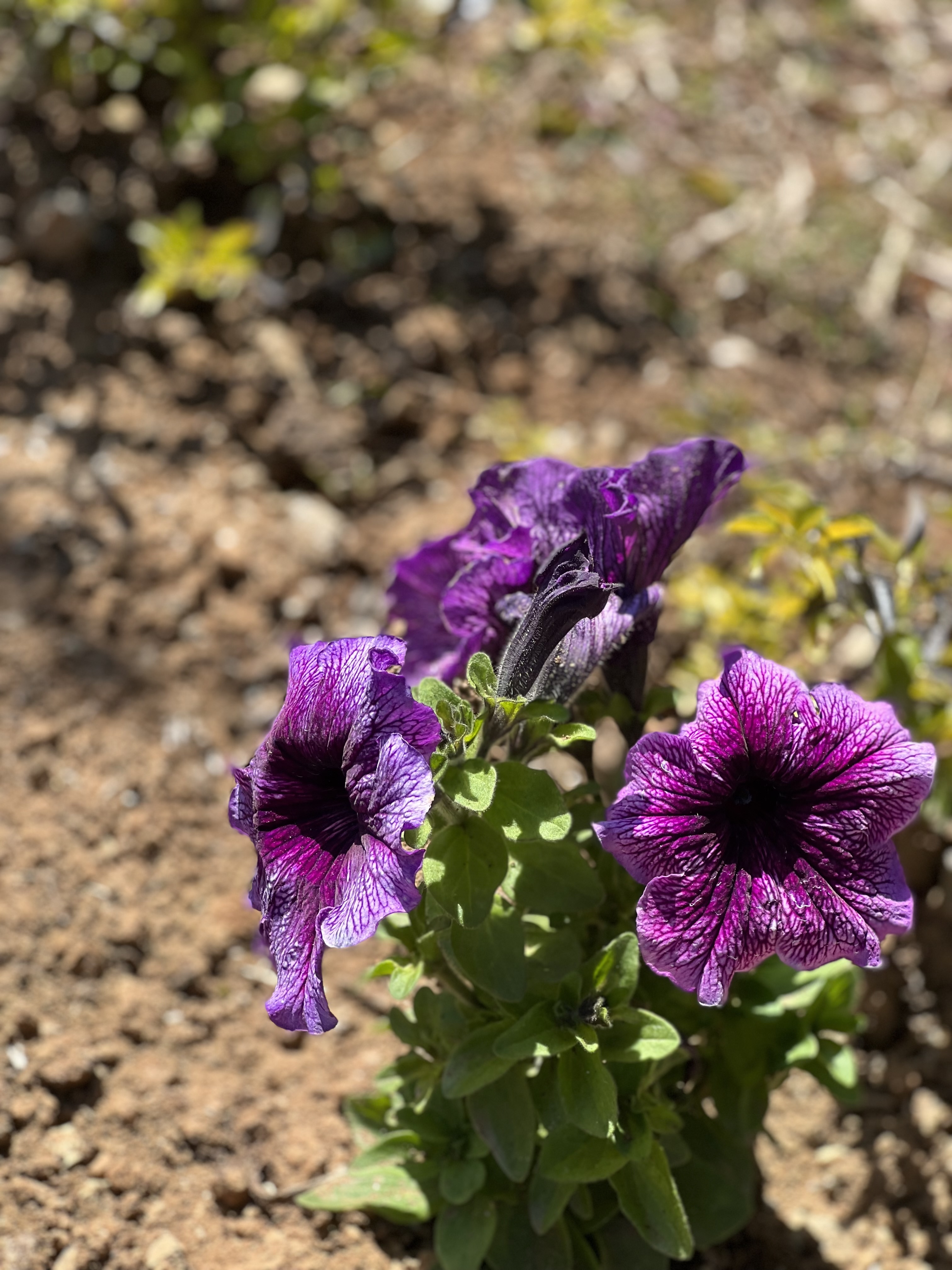 Closeup view of Purple flowers.