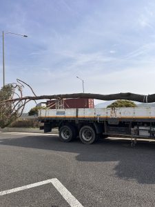 A large, partially cut tree trunk is resting on a flatbed truck parked on a road