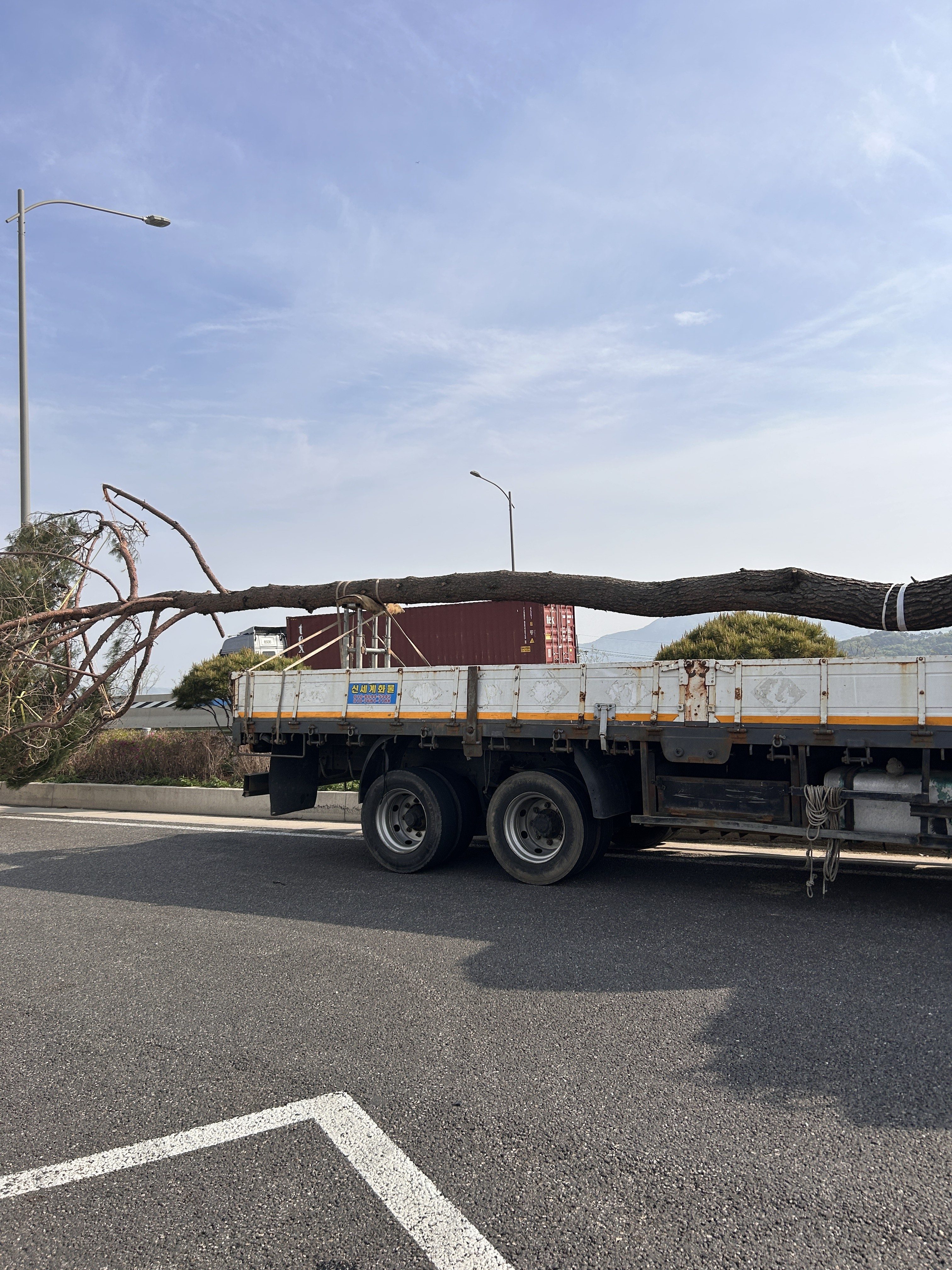 A large, partially cut tree trunk is resting on a flatbed truck parked on a road