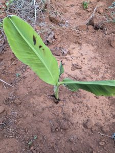 A young banana plant with two green leaves growing in brown, dry so
