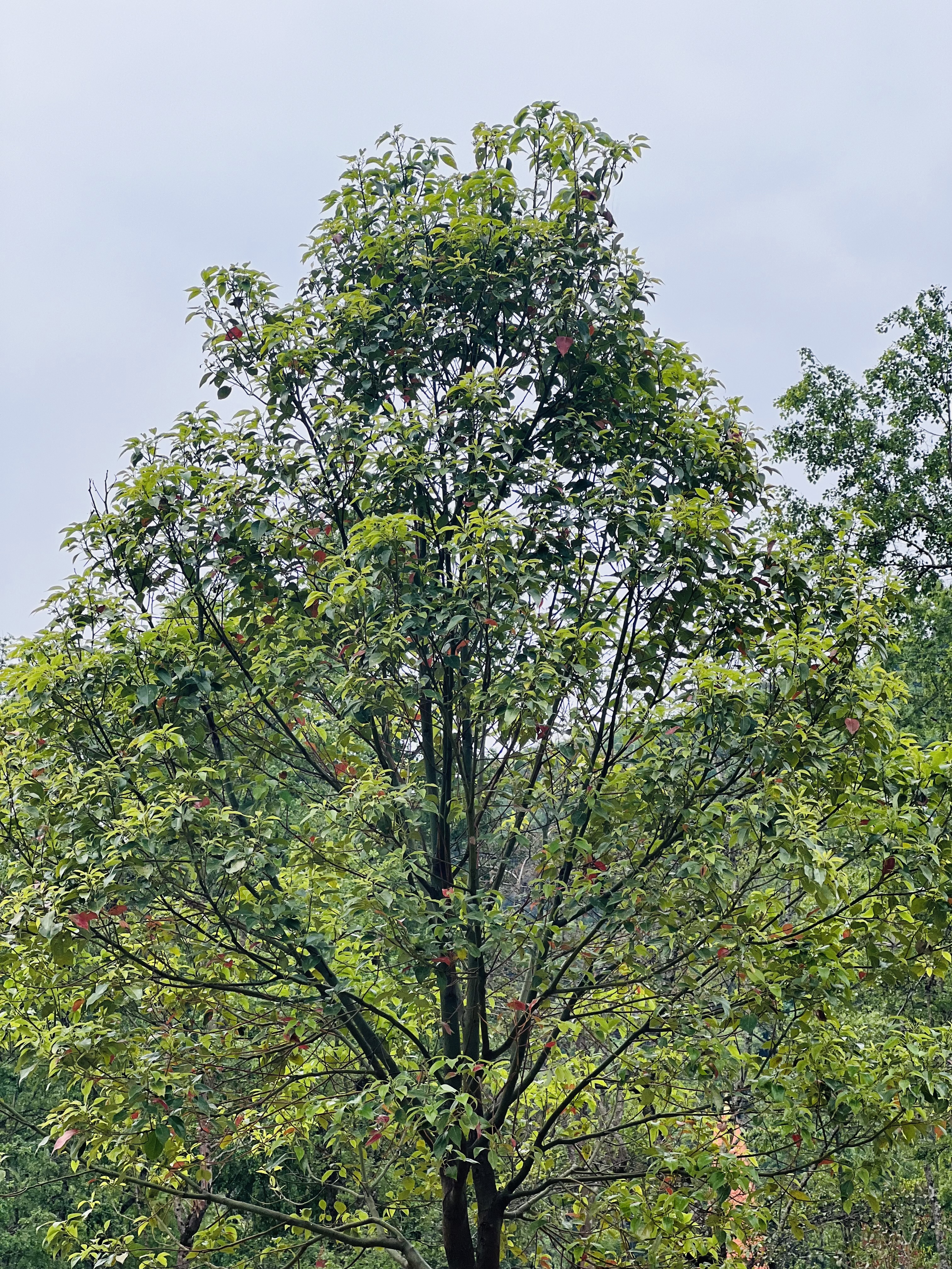 A tall tree with dense green foliage and scattered red leaves, standing against a cloudy sky background.