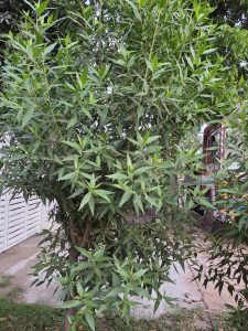 A small tree with slender, elongated green leaves stands in a garden area beside a white fence. 