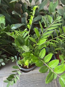 A lush, green potted plant with thick, glossy leaves is surrounded by other plants with larger leaves in a garden setting. The plant is in a black pot placed on a tiled surface.
