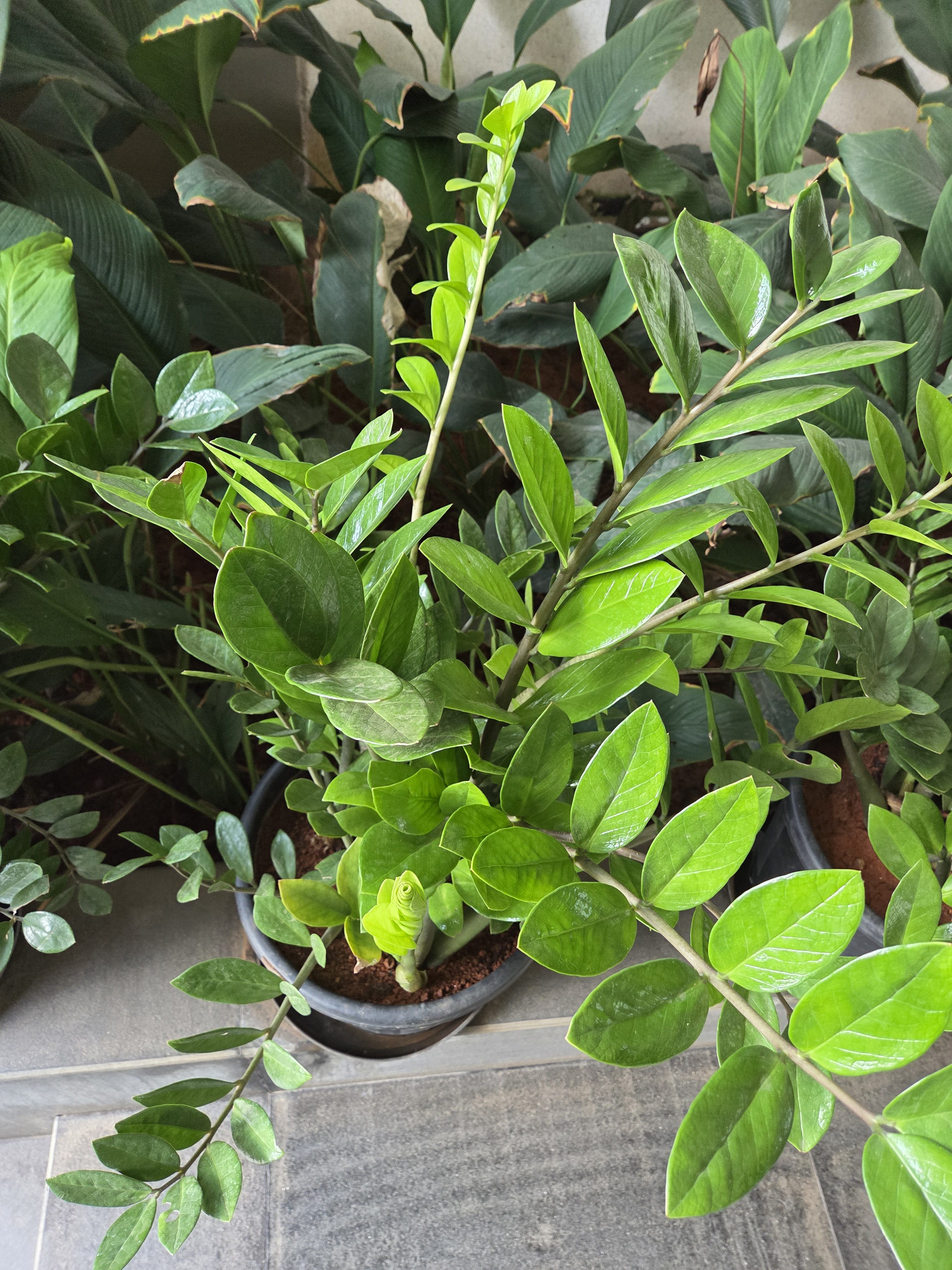 A lush, green potted plant with thick, glossy leaves is surrounded by other plants with larger leaves in a garden setting. The plant is in a black pot placed on a tiled surface.