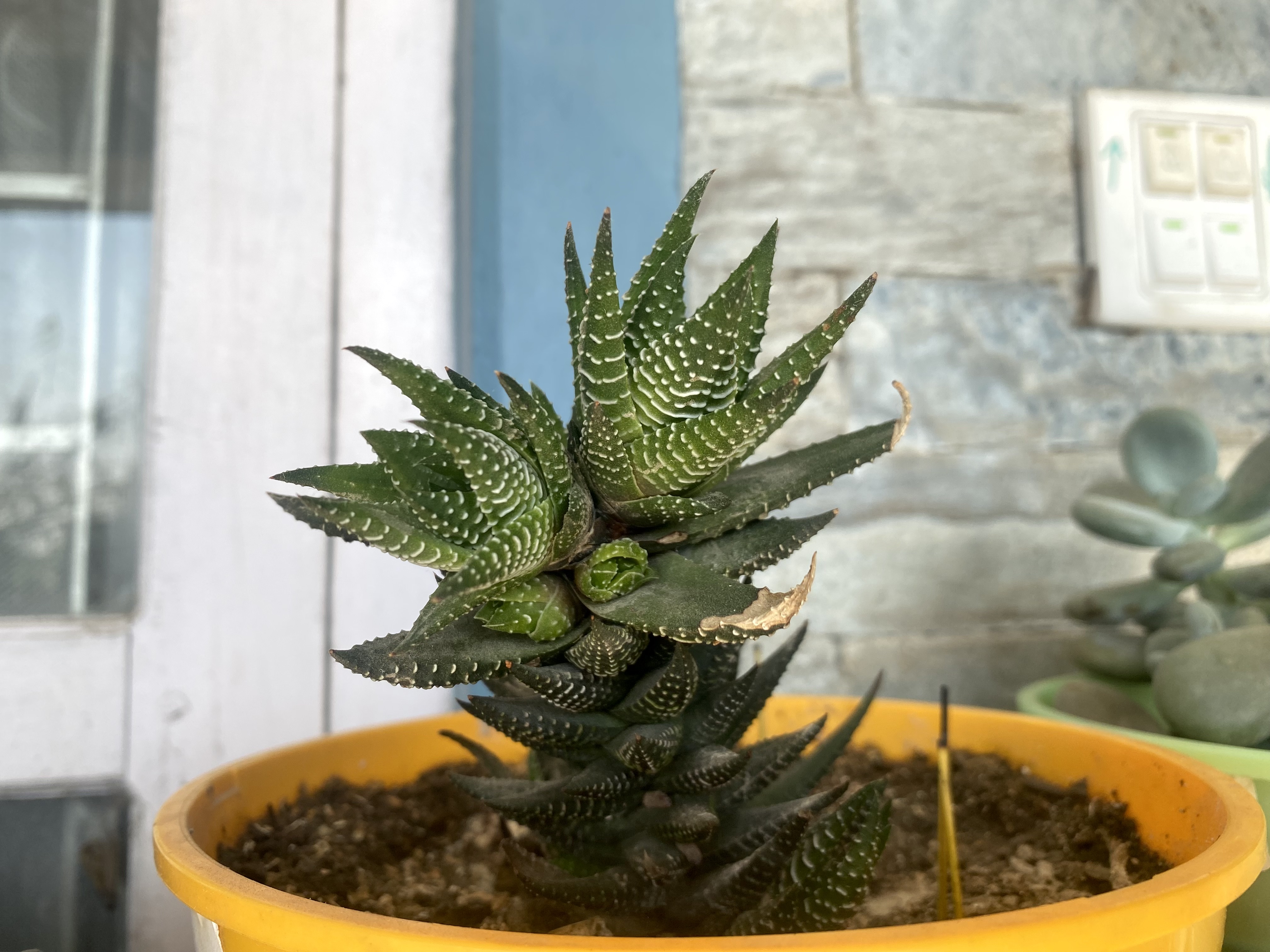 A spiky green succulent plant in a yellow pot placed indoors near a window. The background features a stone-textured wall and light switches.
